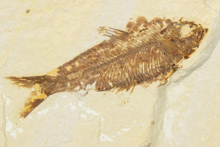 Detailed Fossil Fish (Knightia) - Wyoming #186481